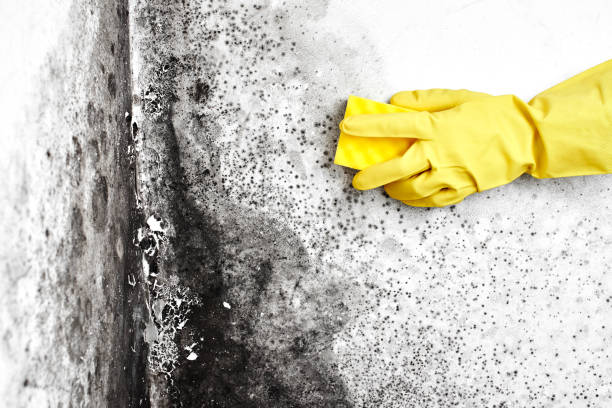 Best Mold Removal Process  in Blountstown, FL
