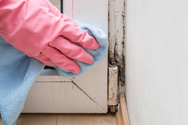 Mold Removal and Inspection in Blountstown, FL